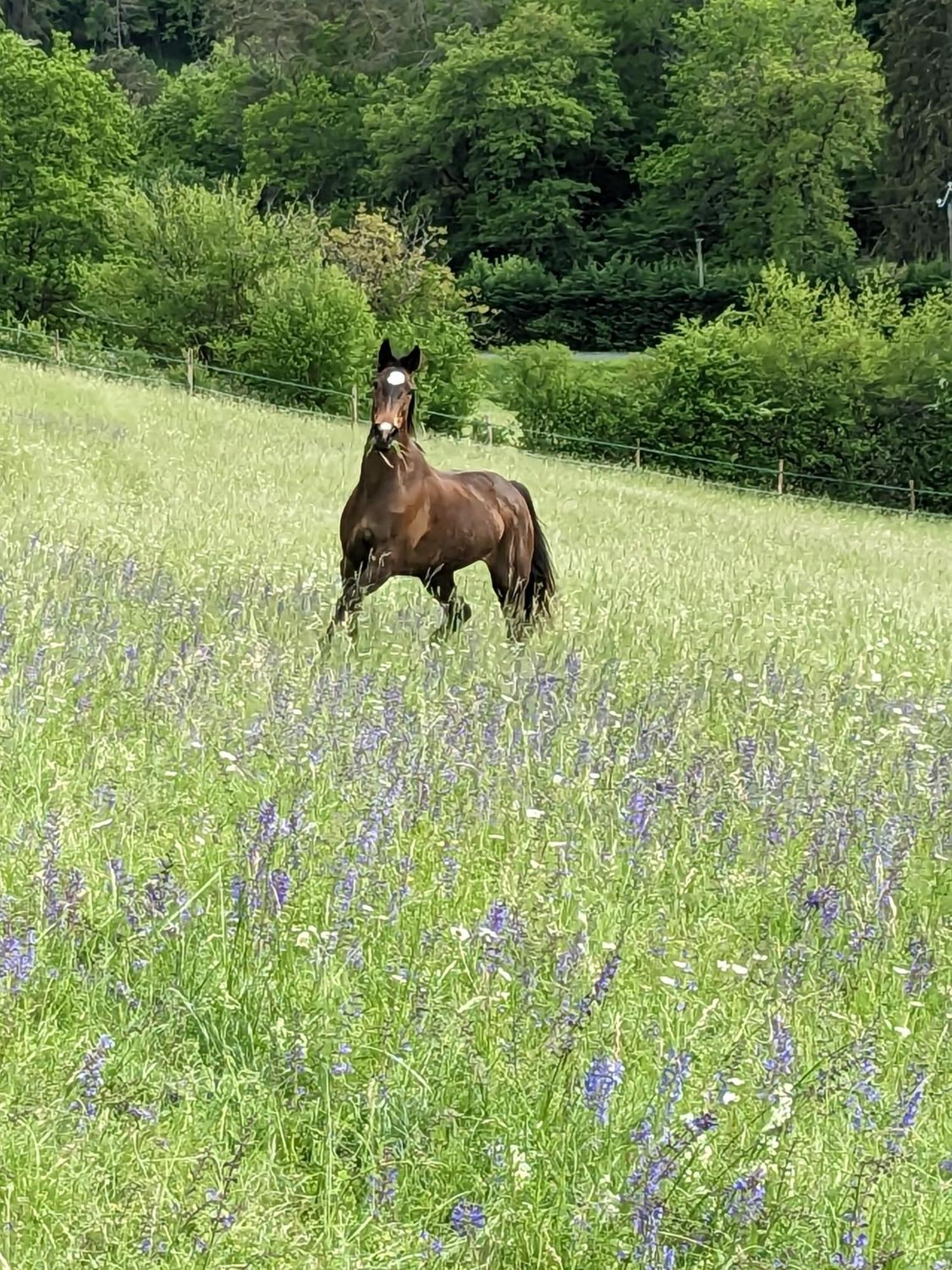La Grange Symphorine, Chambre D'Hotes De Charme Situee Entre La Vallee De La Dordogne Et La Vallee De La Vezere Meyrals Dış mekan fotoğraf